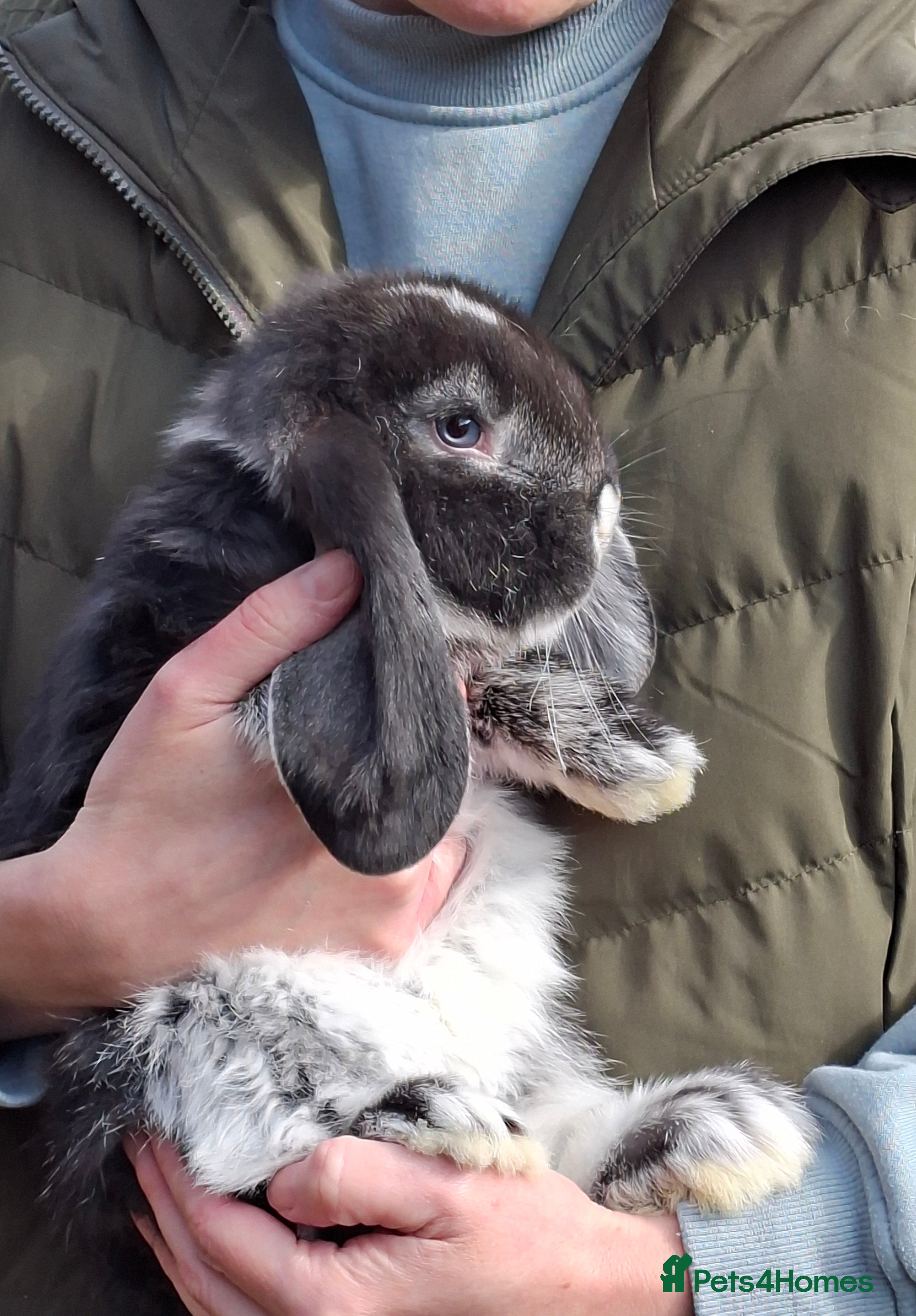 French Lop rabbits French Lop babies (1 Ready Now) - Advert 7