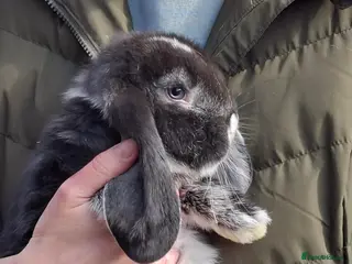 French Lop rabbits French Lop babies (1 Ready Now) - Advert 7