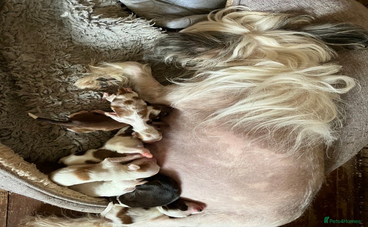 Chinese Crested dogs - Advert 1