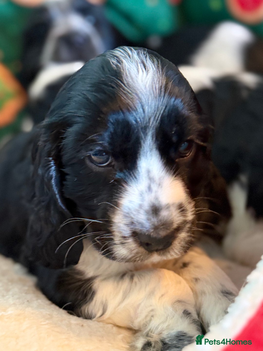 Cocker Spaniel dogs for sale: Stunning Blue Roan Pups Available - Advert 6