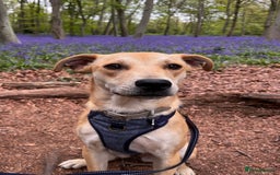 Mixed Breed dogs for sale: Lovely Lab\Podengo mix - Image 3