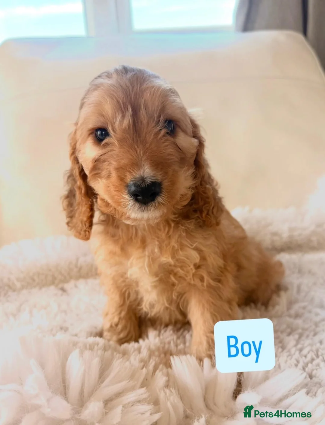 Cockapoo dogs for sale: F1 Gorgeous cockapoo puppies  - Advert 12