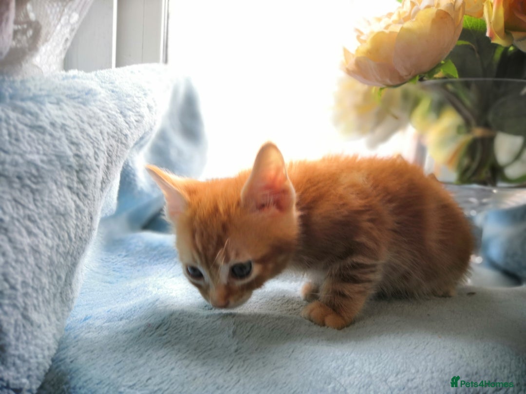 Mixed Breed cats for sale: Beautiful Male kittens VIDEOS - Image 15