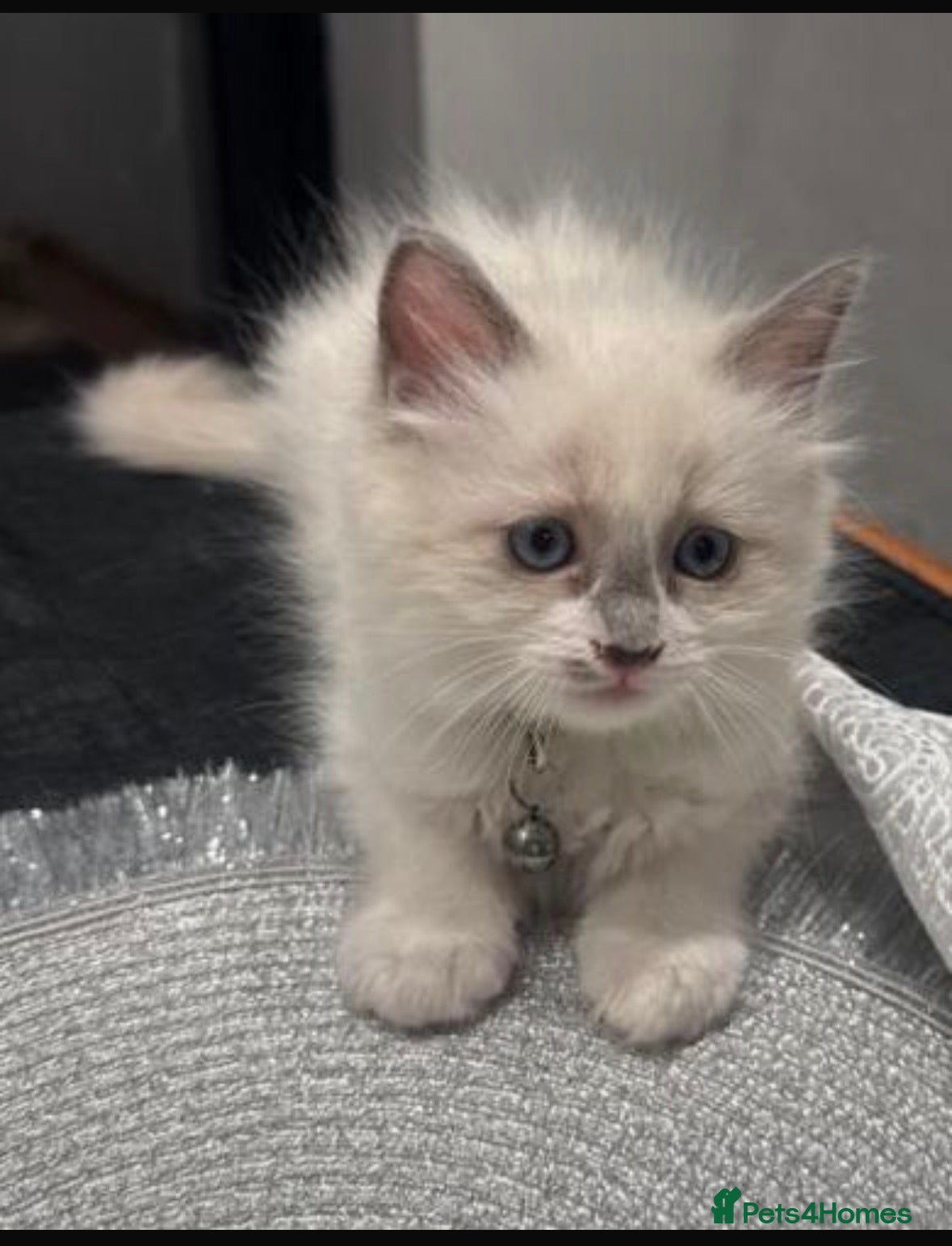 Ragdoll cats Male kitten Ragdoll - Bicolour  - Advert 2