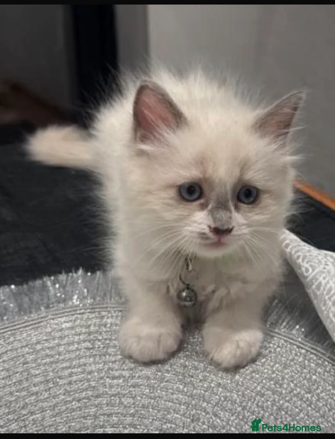 Ragdoll cats for sale: Male kitten Ragdoll - Bicolour  in Peterborough - Advert 1