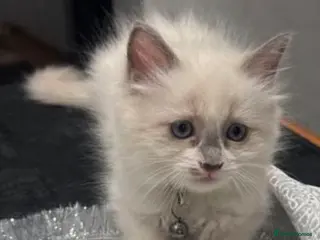 Ragdoll cats Male kitten Ragdoll - Bicolour - Advert 1