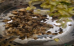 Snails invertebrates for sale: Ggghhg - Image 6