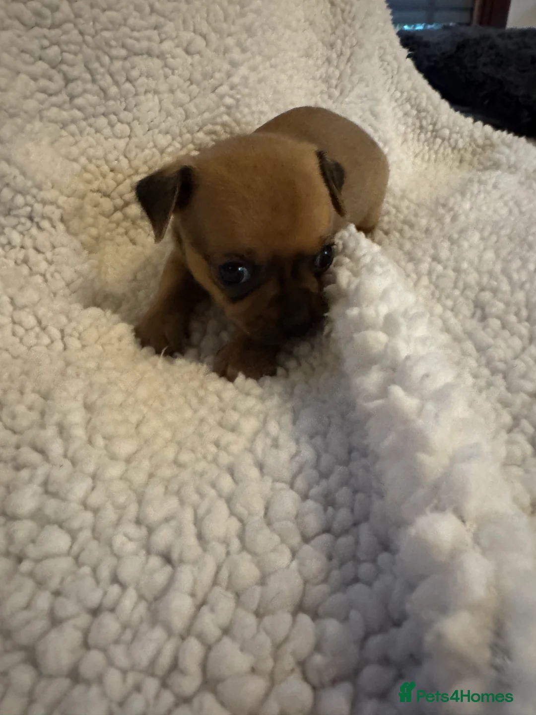 Chihuahua dogs for sale: 1 girl 1 boy  - Advert 2