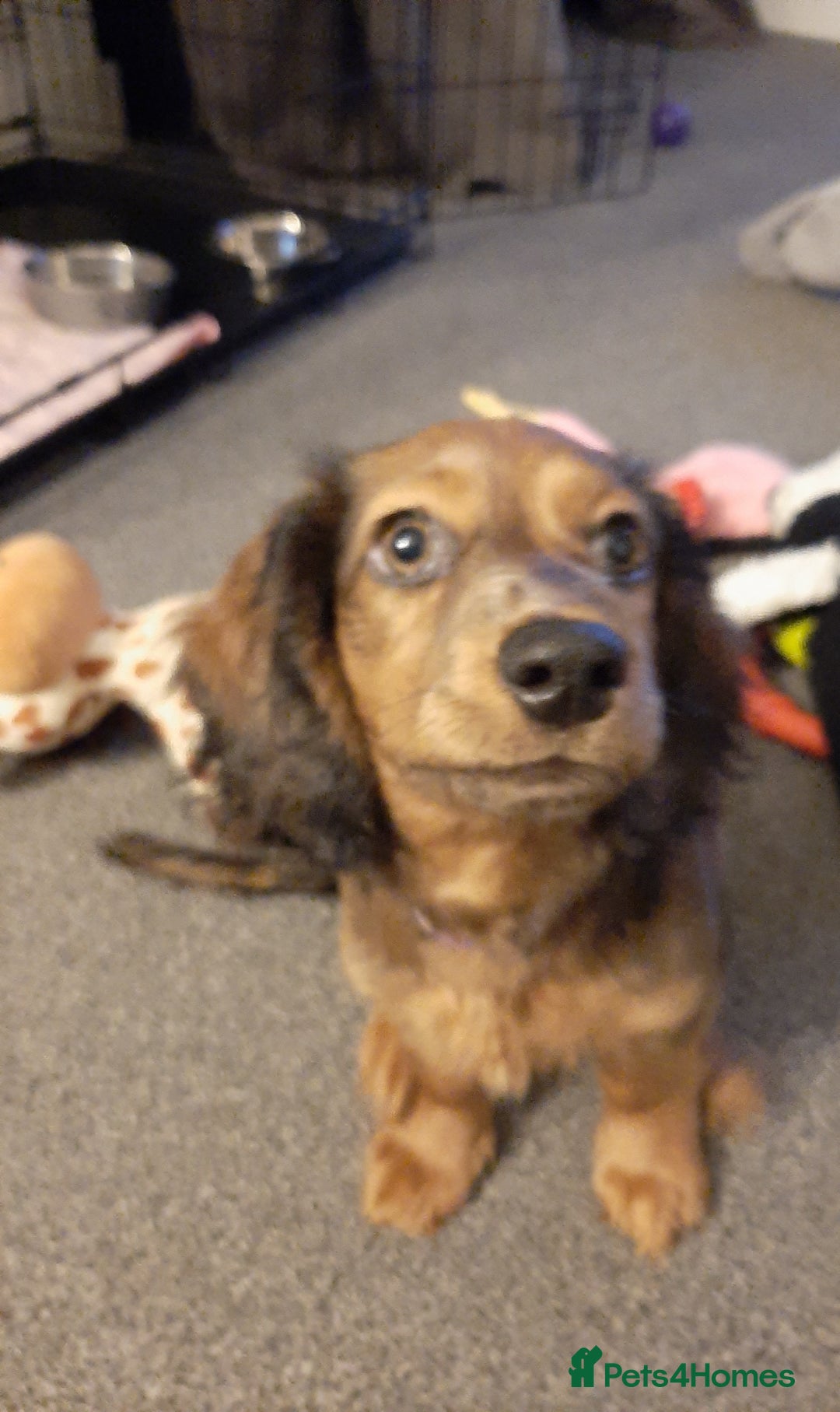 Mixed Breed dogs for sale: Docker- miniature dachshund x American cocker - Advert 3