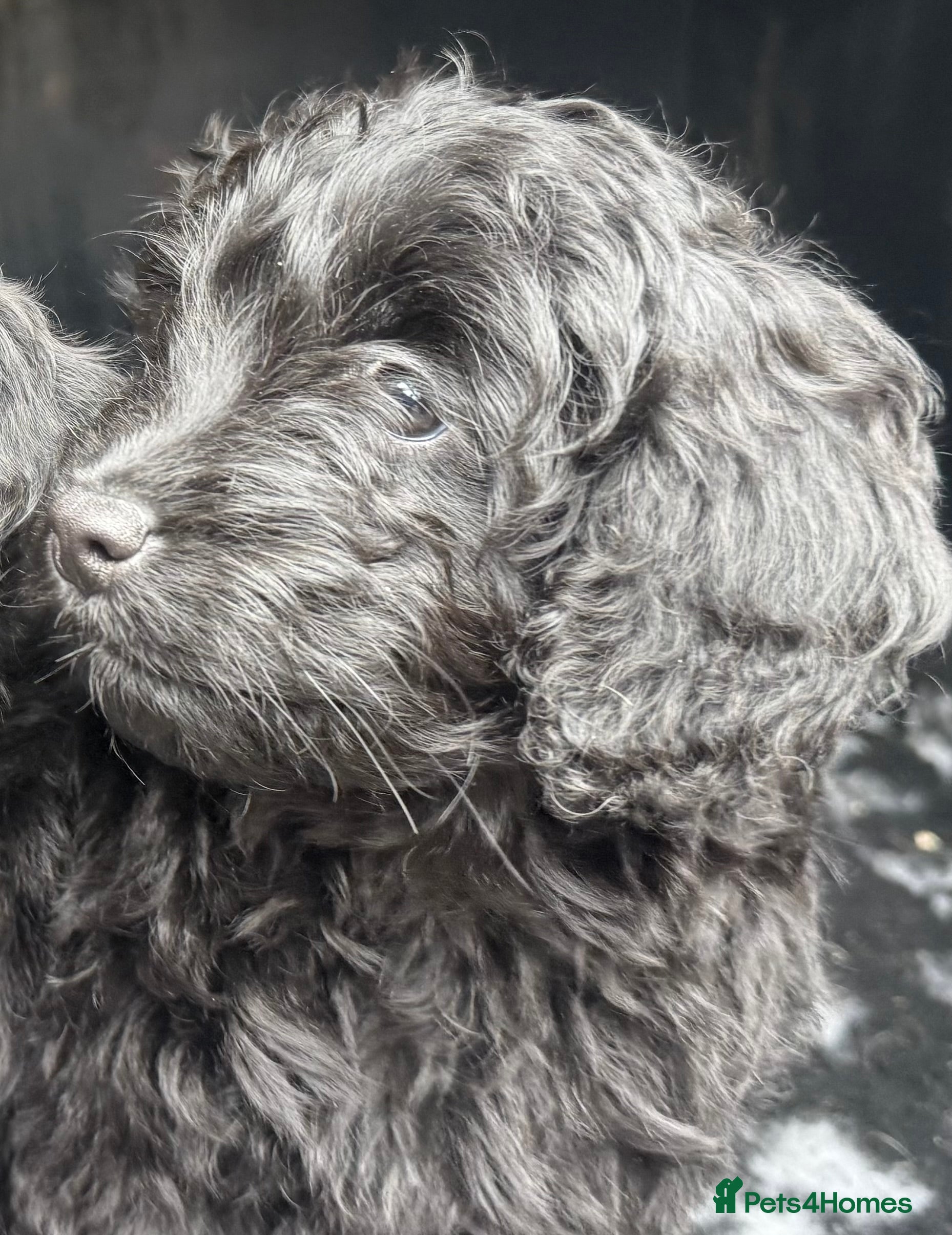 Cockapoo dogs Stunning F1B Cockapoo Merle Apricot and Black - Advert 2