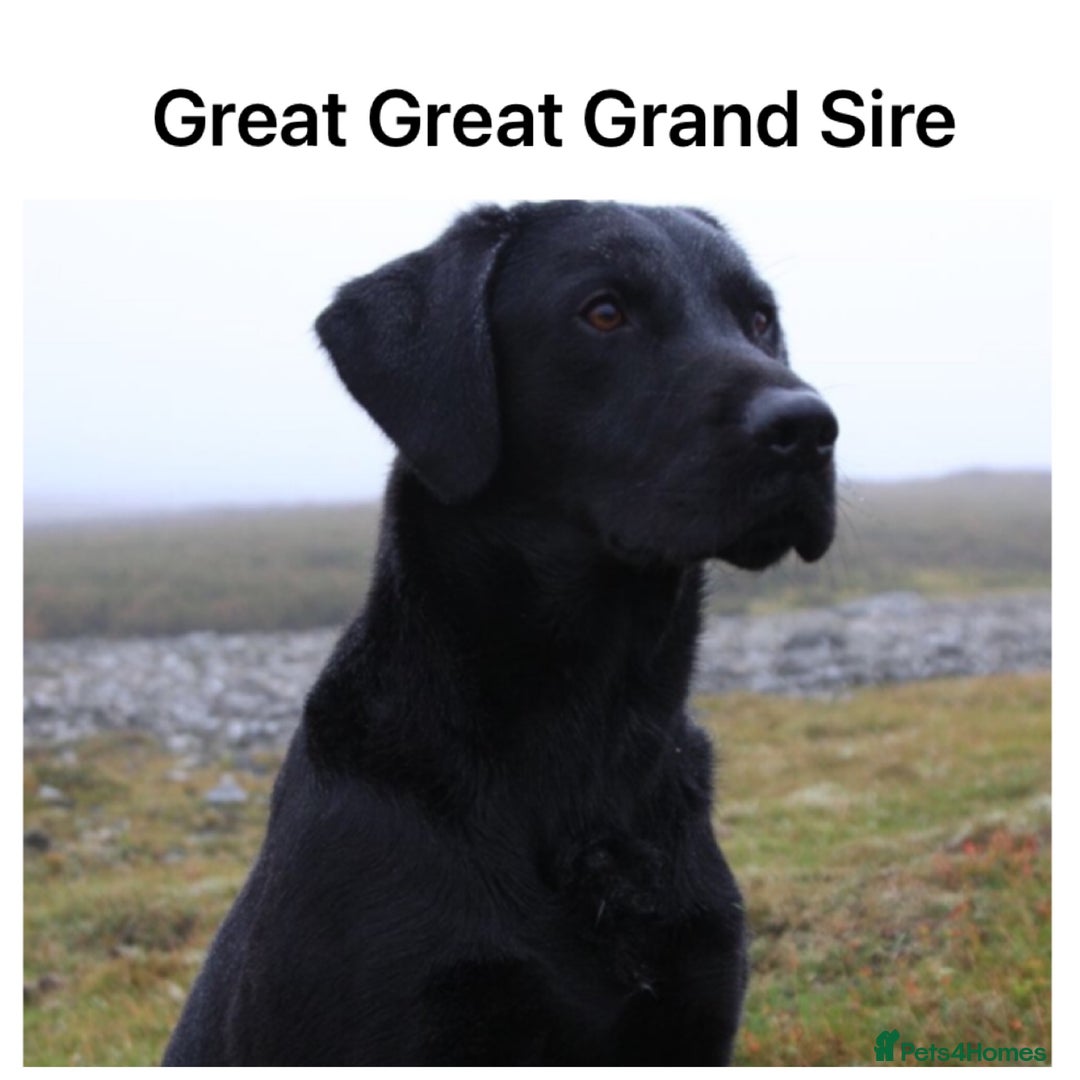 Labrador Retriever dogs for sale: Stunning KC pups,health tested parents&great lines - Advert 25