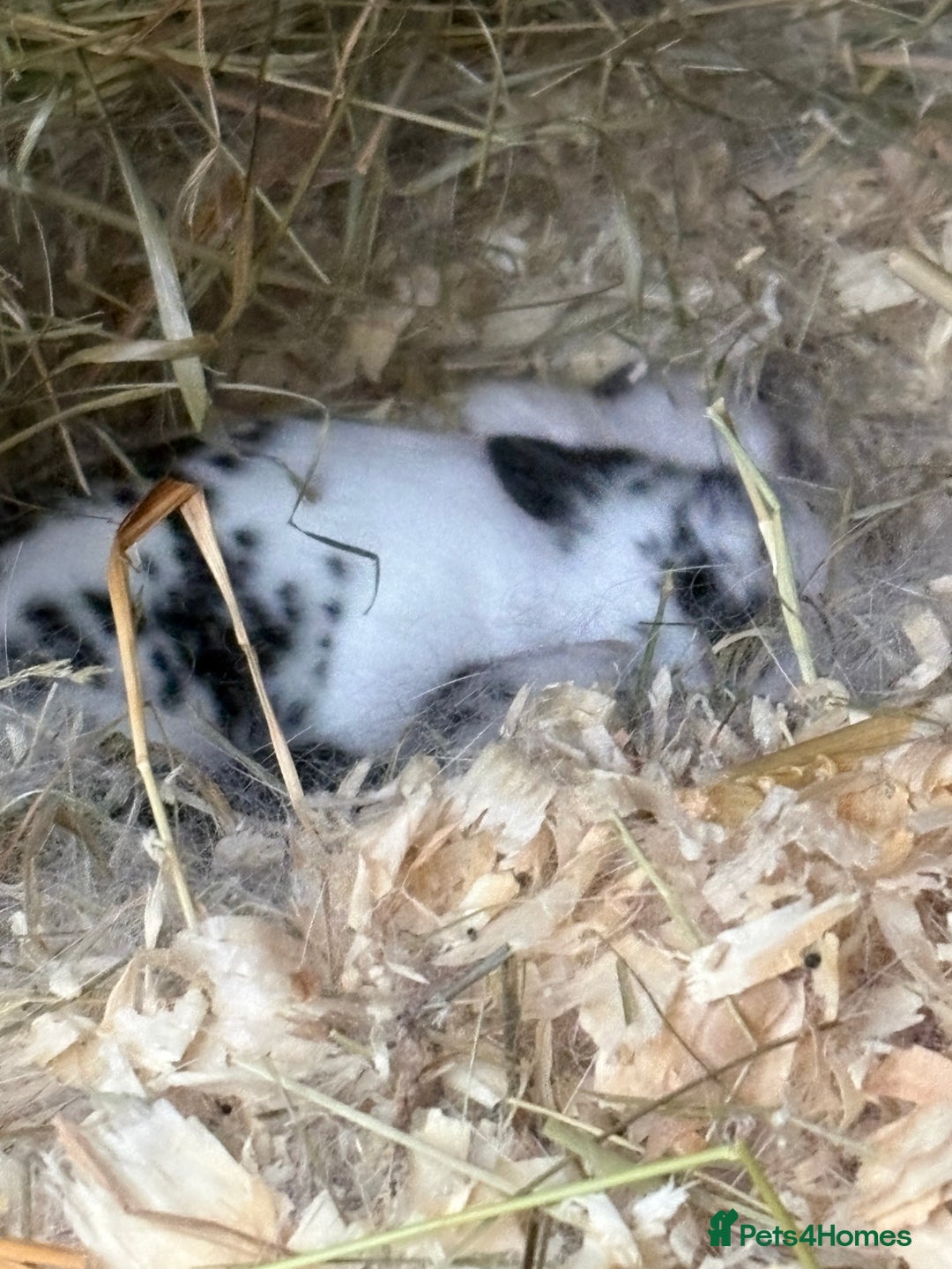Mini Lop rabbits for sale: Stunning mini lop baby rabbits  - Advert 2