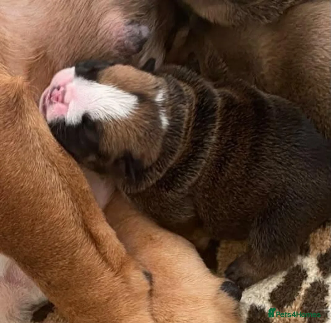 English Bulldog dogs for sale: English Bulldog Pups Standard Traditional Colour - Advert 1