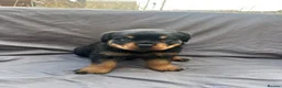 Rottweiler dogs for sale: Rottweiler pups - Advert 33
