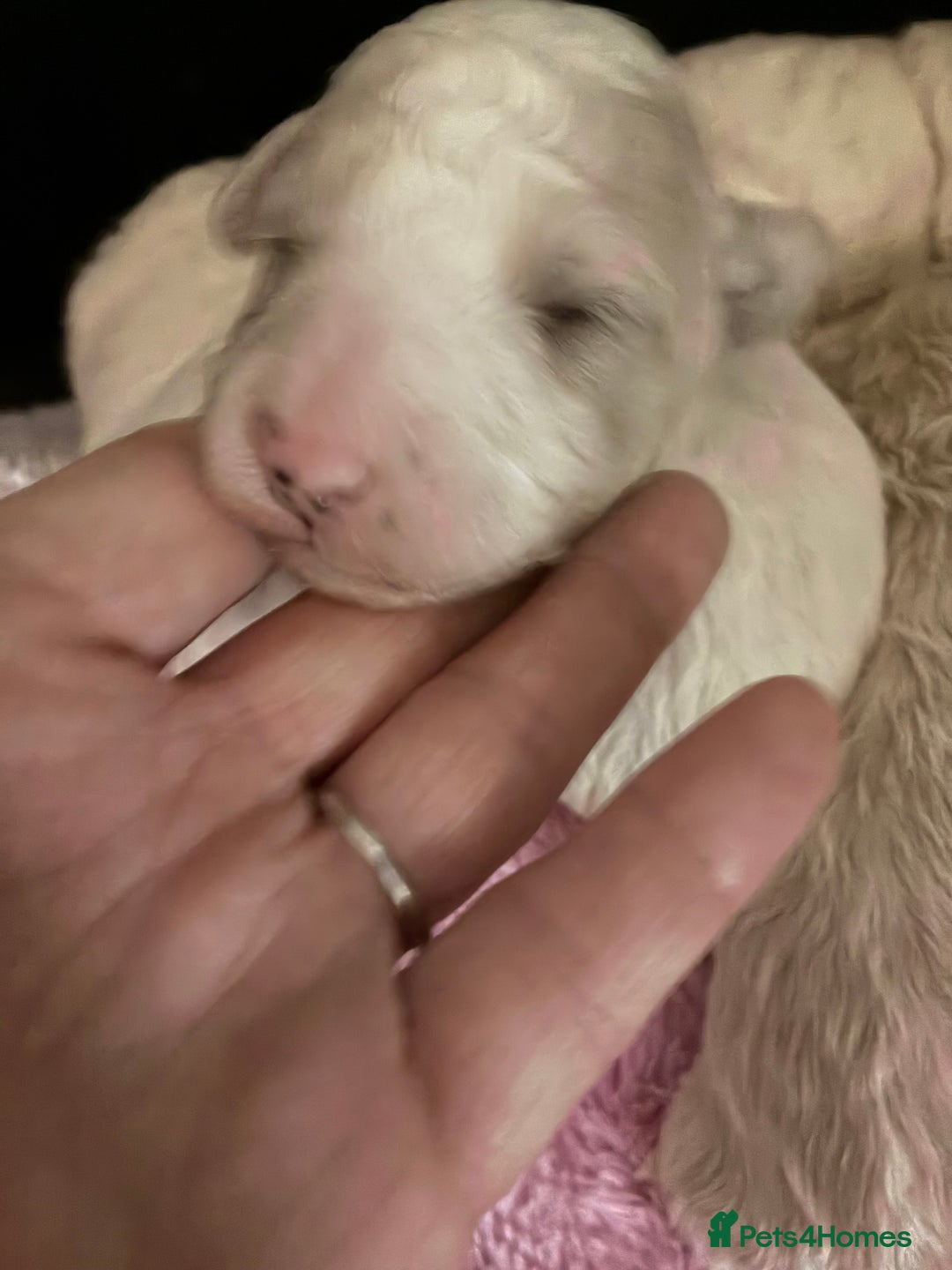 Mixed Breed dogs for sale: Stunning litter of Cavapoochon puppies - Advert 2