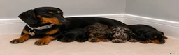 Dachshund dogs for sale: Dachshund puppies in London - Advert 1