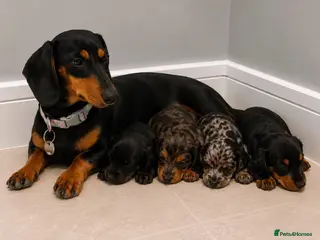 Dachshund dogs Dachshund puppies - Advert 2
