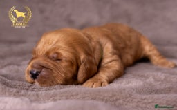 Cockapoo dogs for sale: STUNNING GOLDEN F2 COCKAPOOS - Image 14