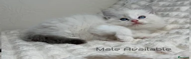 Ragdoll 3