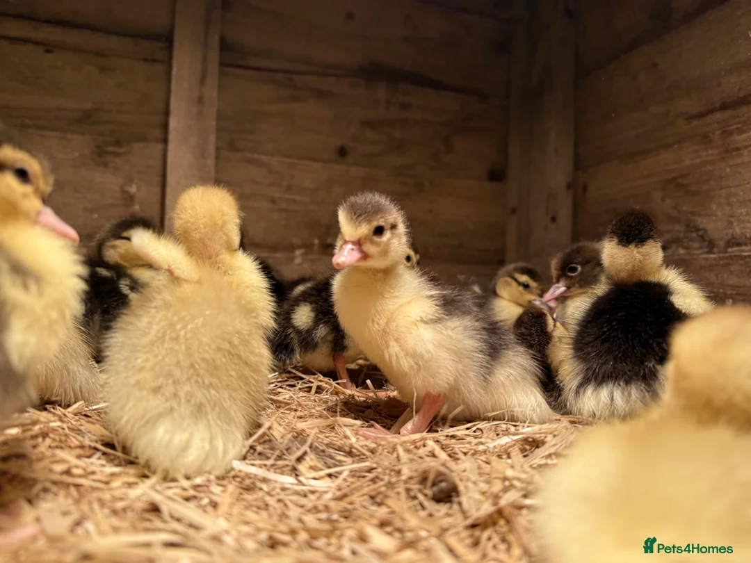 Ducks poultry for sale: Muscovy ducklings  - Advert 2