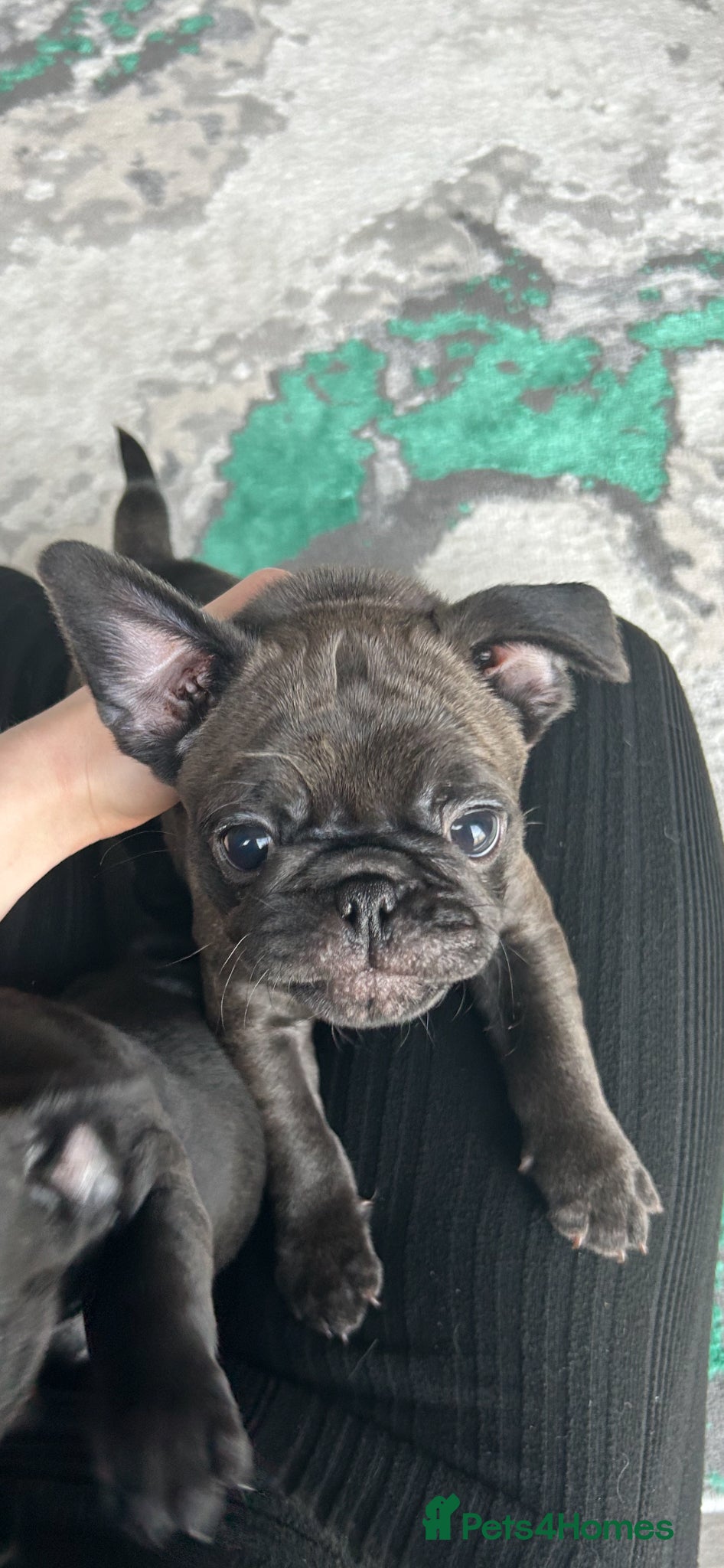 Frug dogs 2 LEFT! FRUG puppies for sale - Advert 1