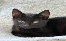 Maine Coon cats for sale: Black and white fluffy felix and coco - Image 4