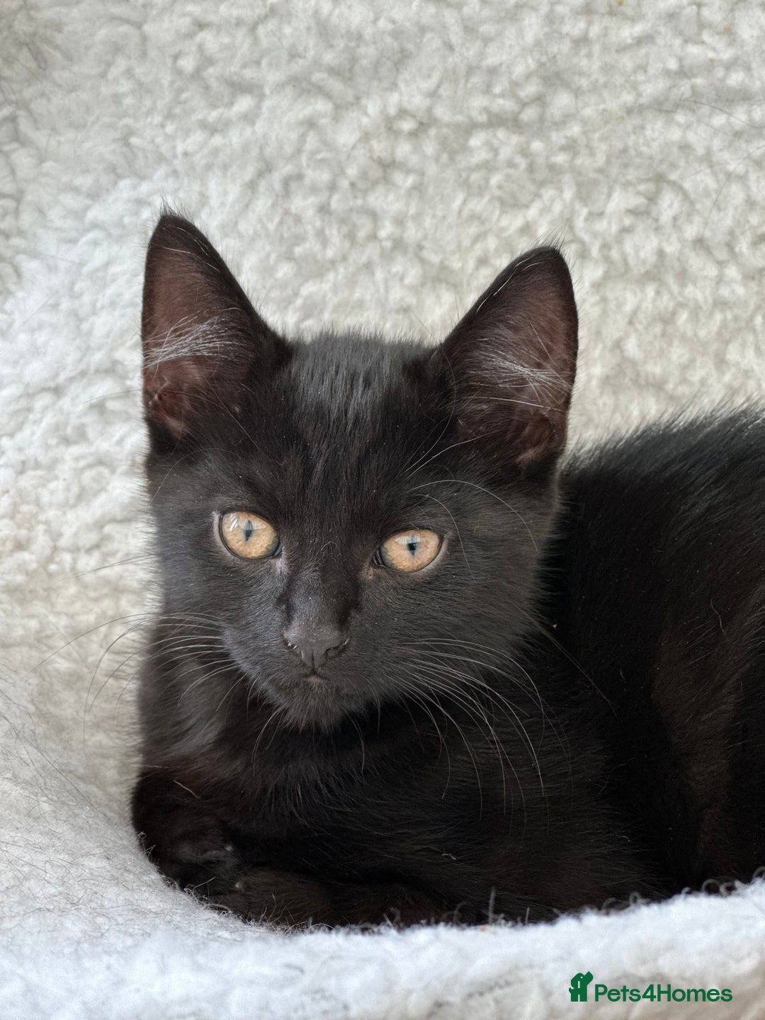 Maine Coon cats for sale: Black and white fluffy felix and coco - Image 4