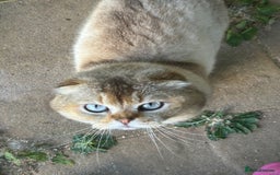 Scottish Fold cats for stud: TICA Registered Scottish fold stud  in Whitchurch - Image 6