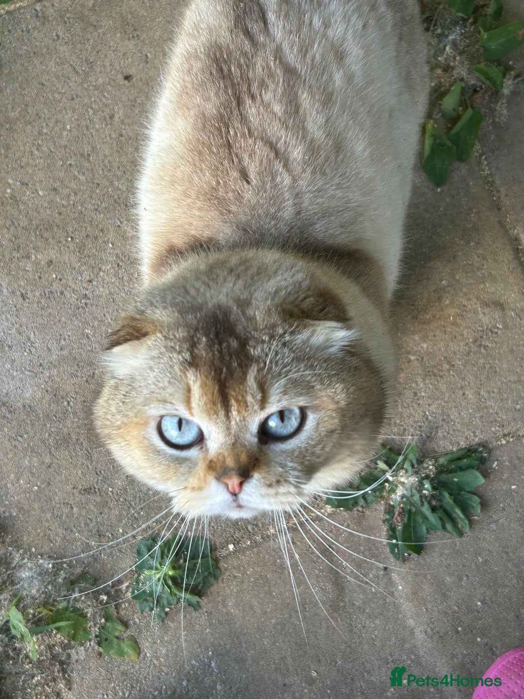Scottish Fold cats for stud: TICA Registered Scottish fold stud  in Whitchurch - Image 6