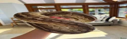 Python Snake reptiles for sale: CB14 female cinnamon pastel butter ball python in Westbury - Advert 3