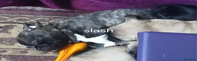 Slash 