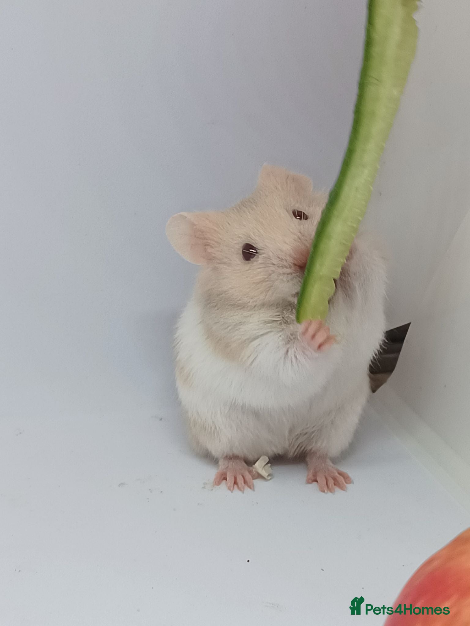 Hamster rodents ❤❤❤  BABY SYRIAN HAMSTERS ❤❤❤ - Advert 11