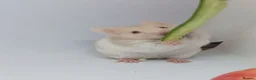 Hamster rodents for sale: ❤❤❤  BABY SYRIAN HAMSTERS ❤❤❤ in Bristol - Advert 9