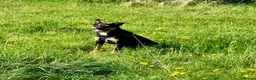 Mixed Breed dogs for sale: Loving Home Needed for Kelpie-Border Collie Mix in Northampton - Advert 5