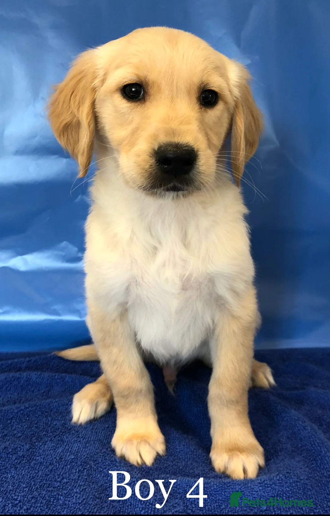 Golden Retriever dogs for sale: K/C Golden Retriever Pups in Basildon - Advert 2