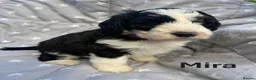 Bernedoodle dogs for sale: Bernedoodle puppies. F1b. Home reared, DNA tested  - Advert 14