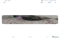 Cockapoo dogs for sale: Betsy - Image 2