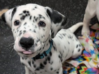 Dalmatian dogs Dalmatian puppies KC registered last 3 remaining - Advert 6
