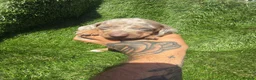 Dachshund dogs for sale: 🐾DWKC REG, DACHSHUND PUPPIES - Advert 18