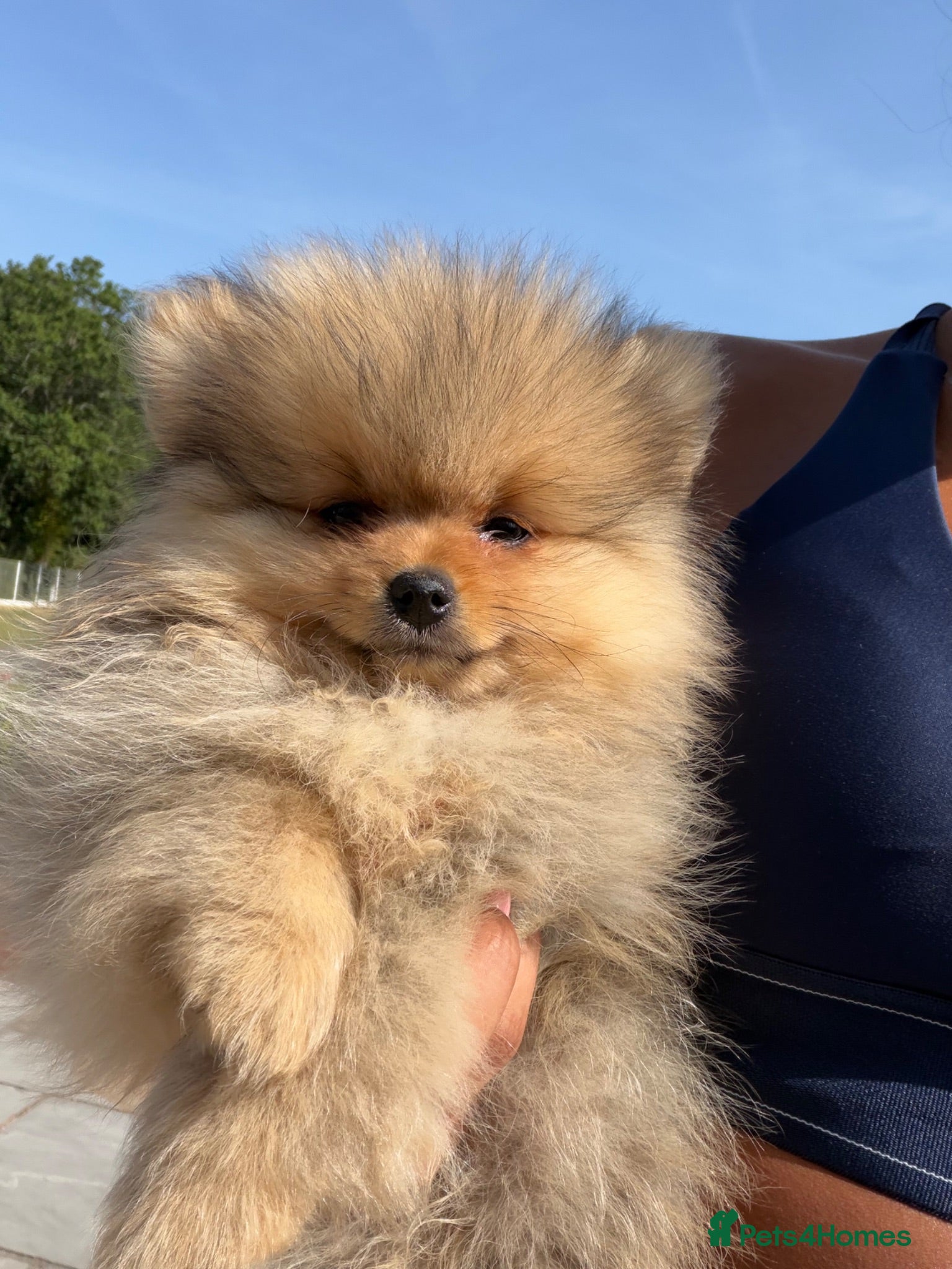 Pomeranian dogs READY TO LEAVE 1 BOY LEFT Pom PUPPIES 🫶🏽   - Advert 2