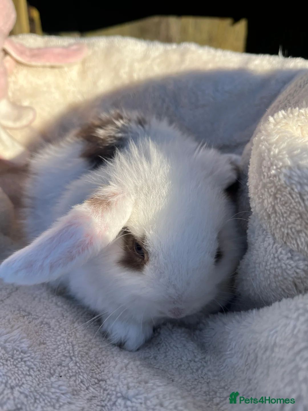 Mini Lop rabbits for sale: Gorgeous mini lops  - Advert 7