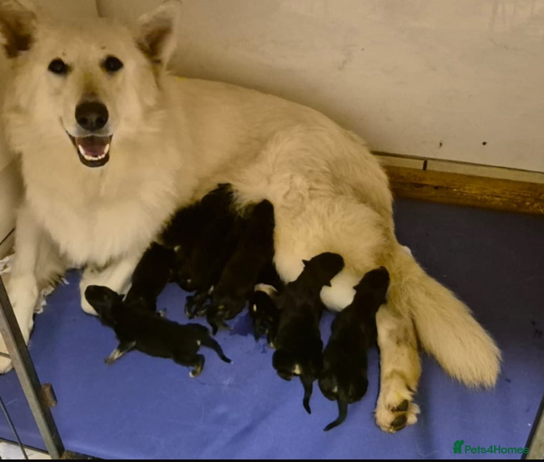 German Shepherd dogs for sale: Female German Shepherd  - Image 3