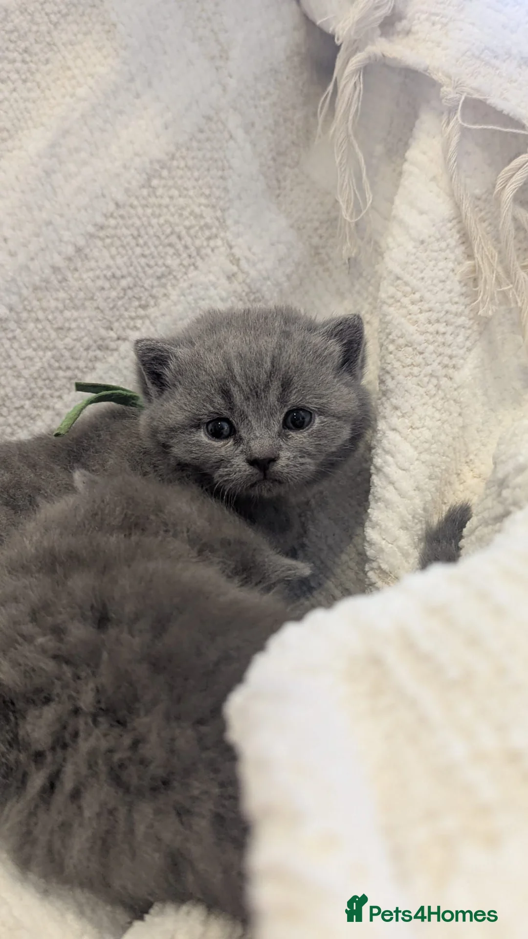 British Shorthair cats for sale: Pure Blue British Shorthair Kittens  in Chesterfield - Advert 2