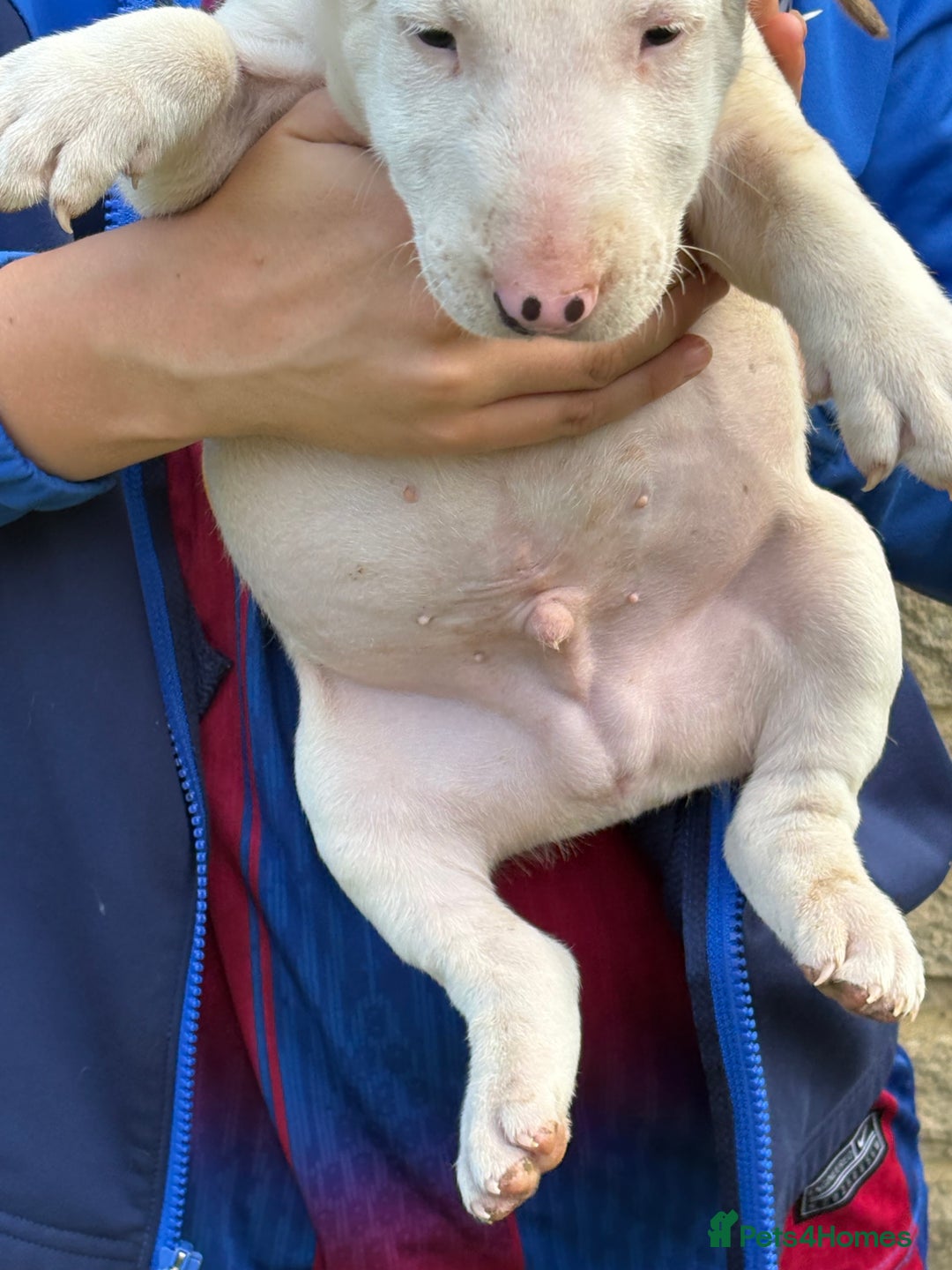 English Bull Terrier dogs for sale: Mr Chris Robinson  - Image 4