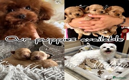 Maltipoo dogs for sale: Tiny Emper-Maltipoo Puppies – Asian teddy dad! - Image 7
