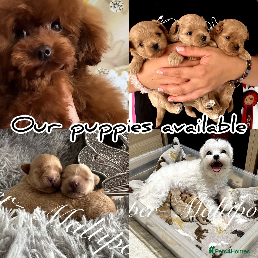 Maltipoo dogs for sale: Tiny Emper-Maltipoo Puppies – Asian teddy dad! - Image 7