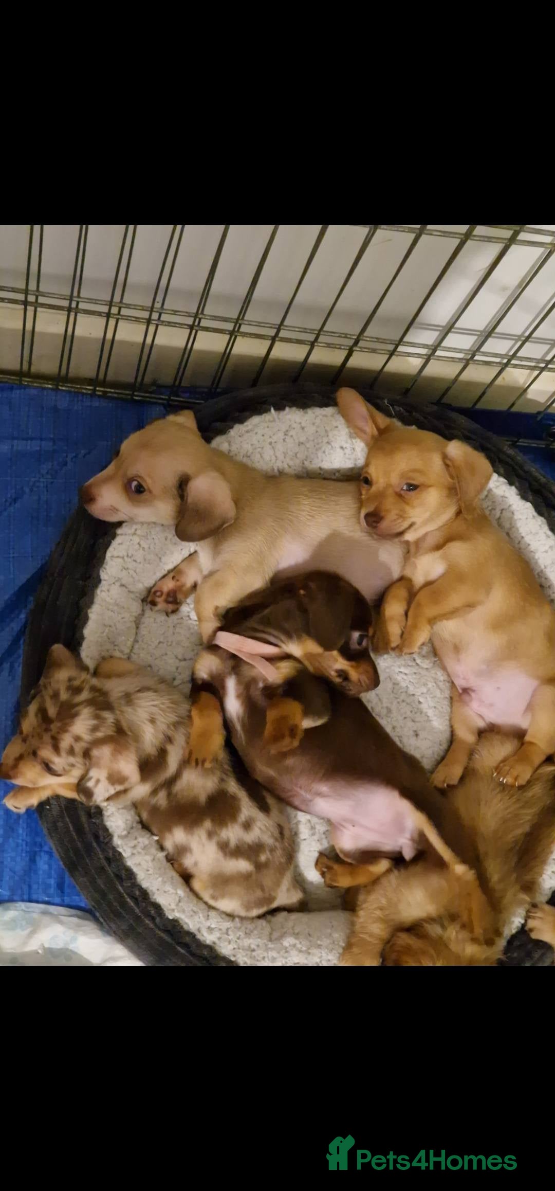 Chiweenie dogs for sale: 6 Chihuahua/Minature Dacshund Pups Ready to leave - Image 5