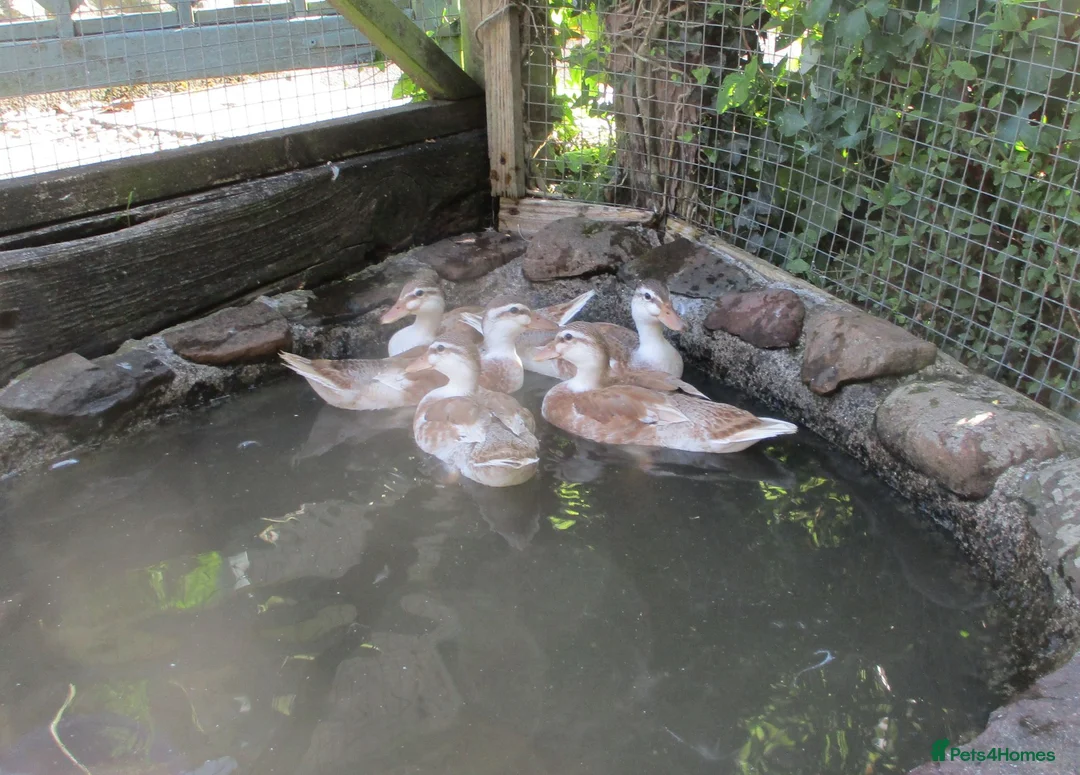 Ducks poultry for sale: Chocolate Appleyard Call Duck Pairs - Advert 3