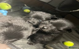 Pomeranian dogs for sale: Beautiful litter of 3 black pomeranian pups.  - Image 6