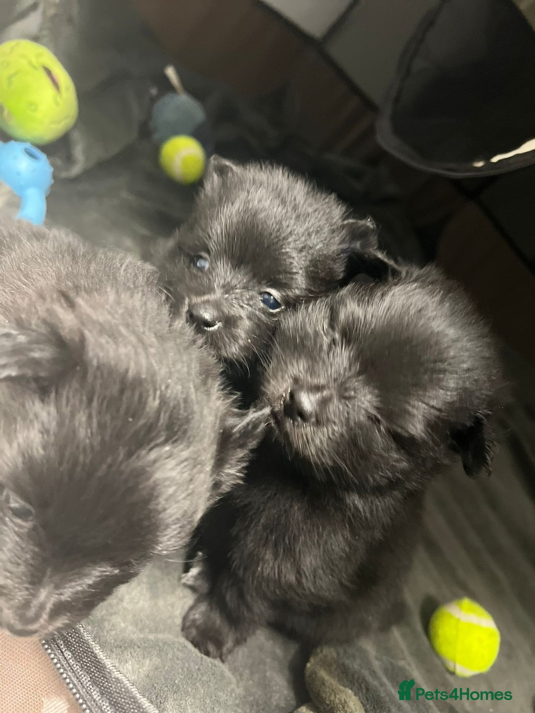Pomeranian dogs for sale: Beautiful litter of 3 black pomeranian pups.  - Image 6